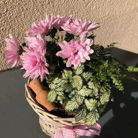 Neumeyer Appartement *