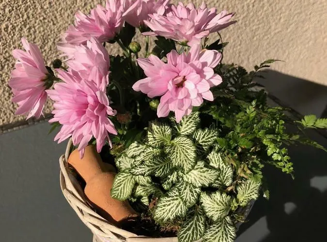 Neumeyer Apartmán *